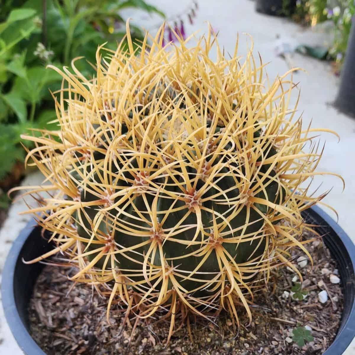 Ferocactus chrysacanthus grows in a plastic pot.