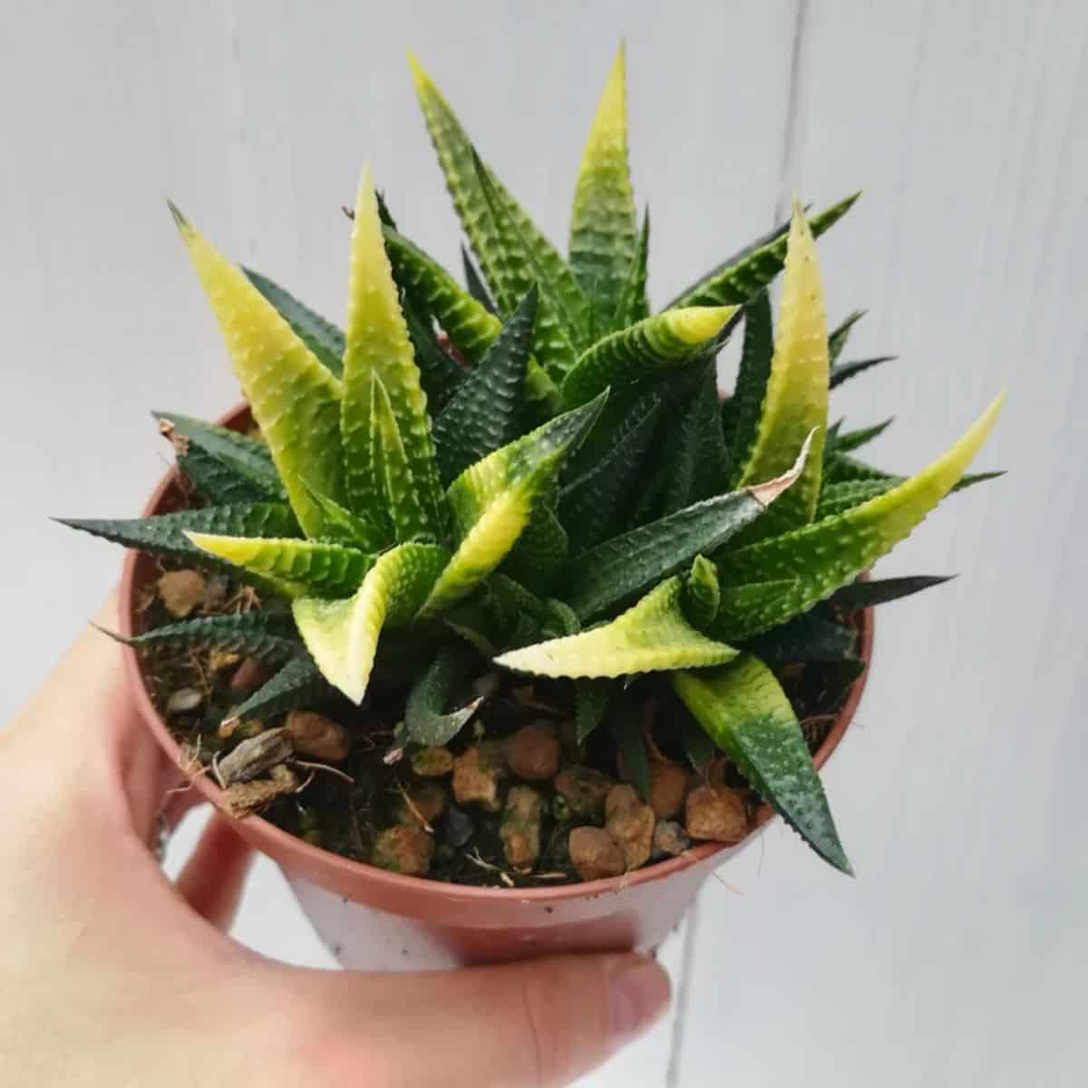 Haworthia limifolia, Variegated grows in a pot.