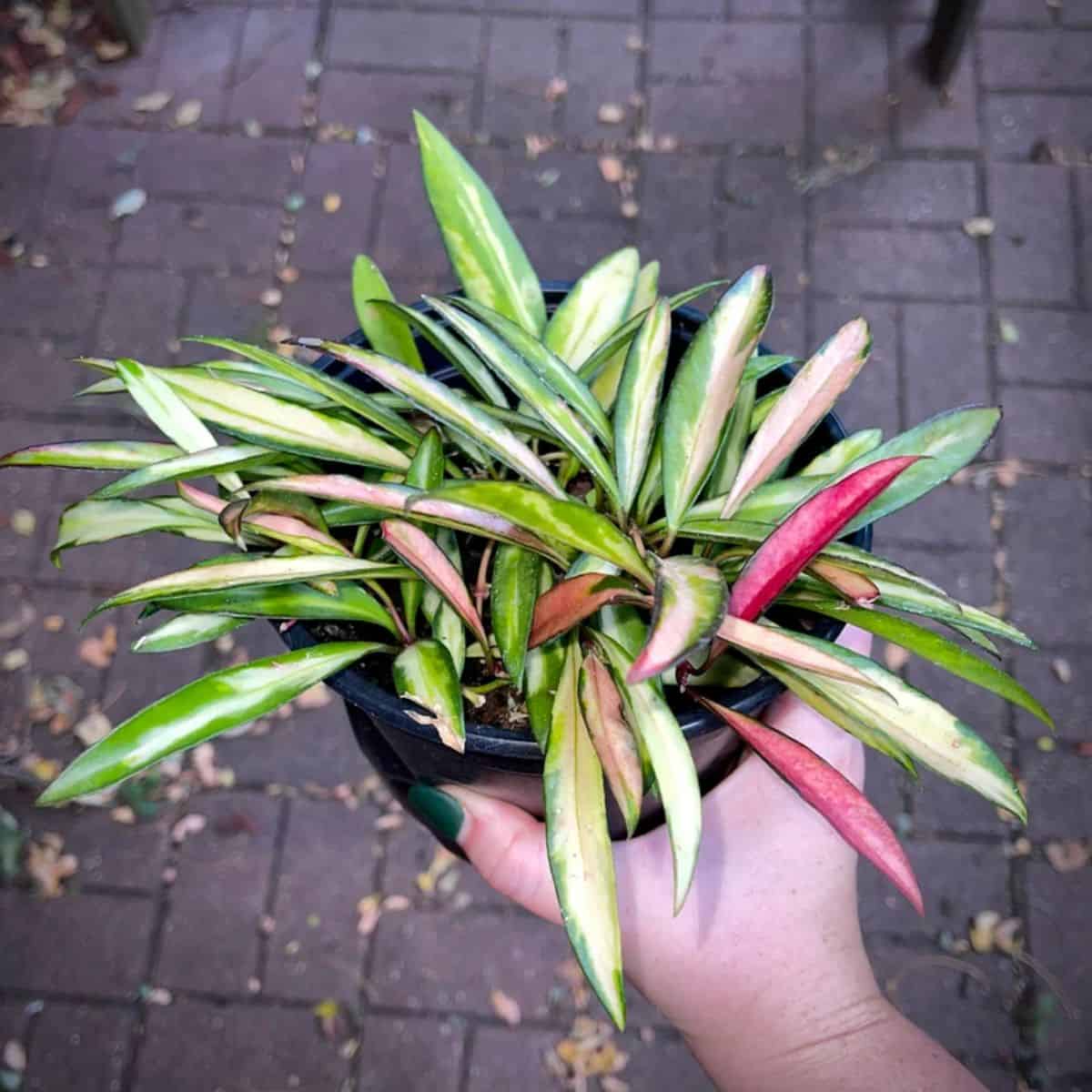 Hoya Wayetii Variegated grows in a pot held by hand.