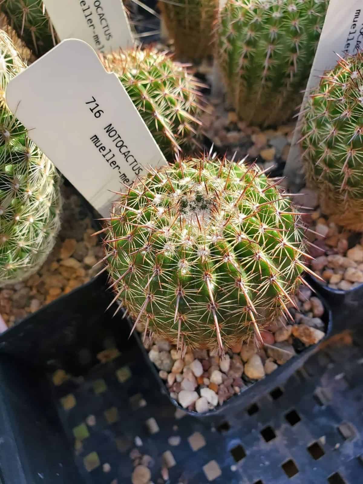 Parodia mueller-melchersii grows in a plastic pot.