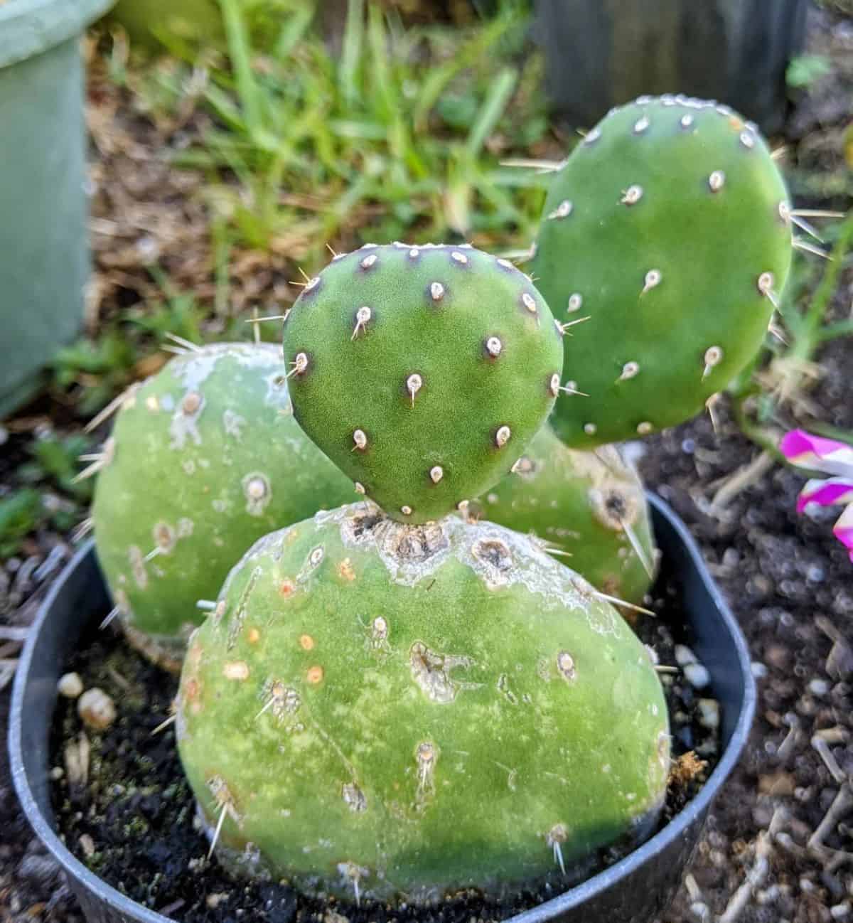 Red Buttons Opuntia grows in a plastic pot.