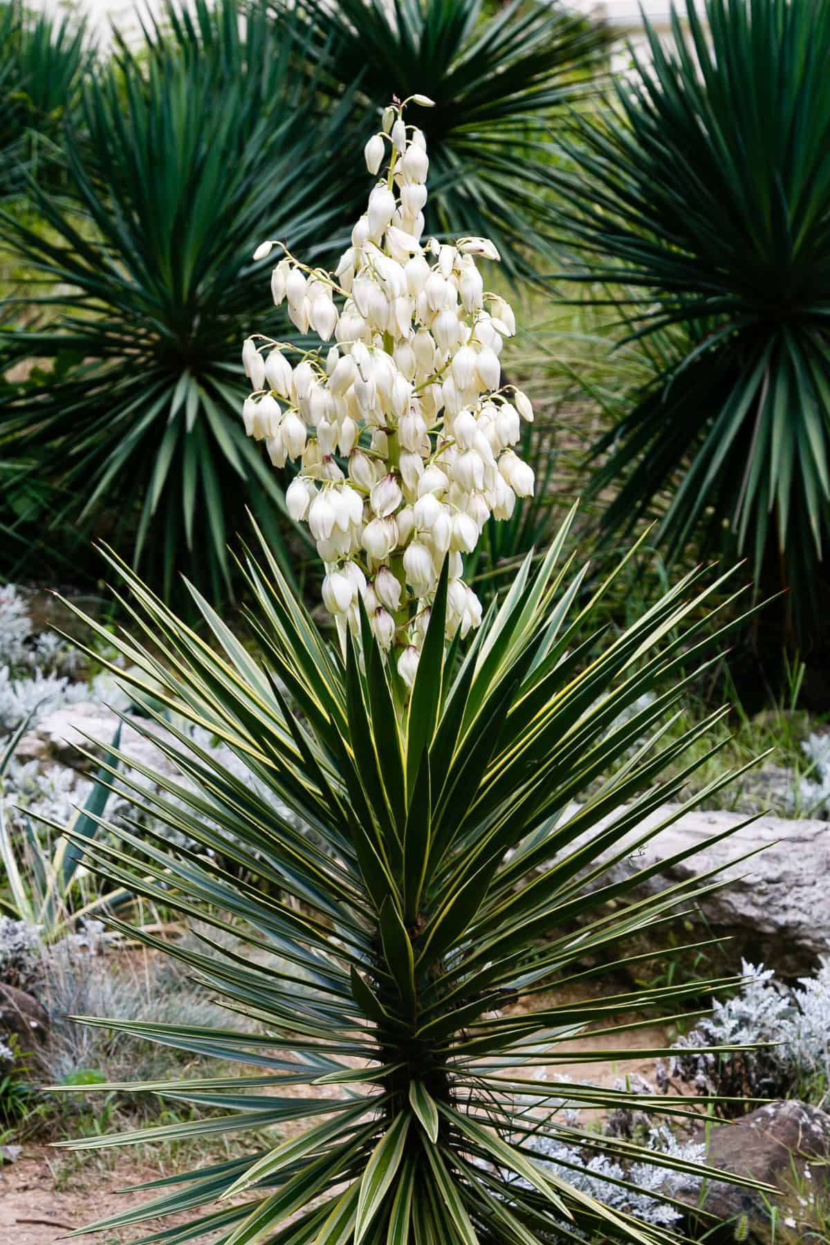 Yucca constricta in white bloom grows outdoor.