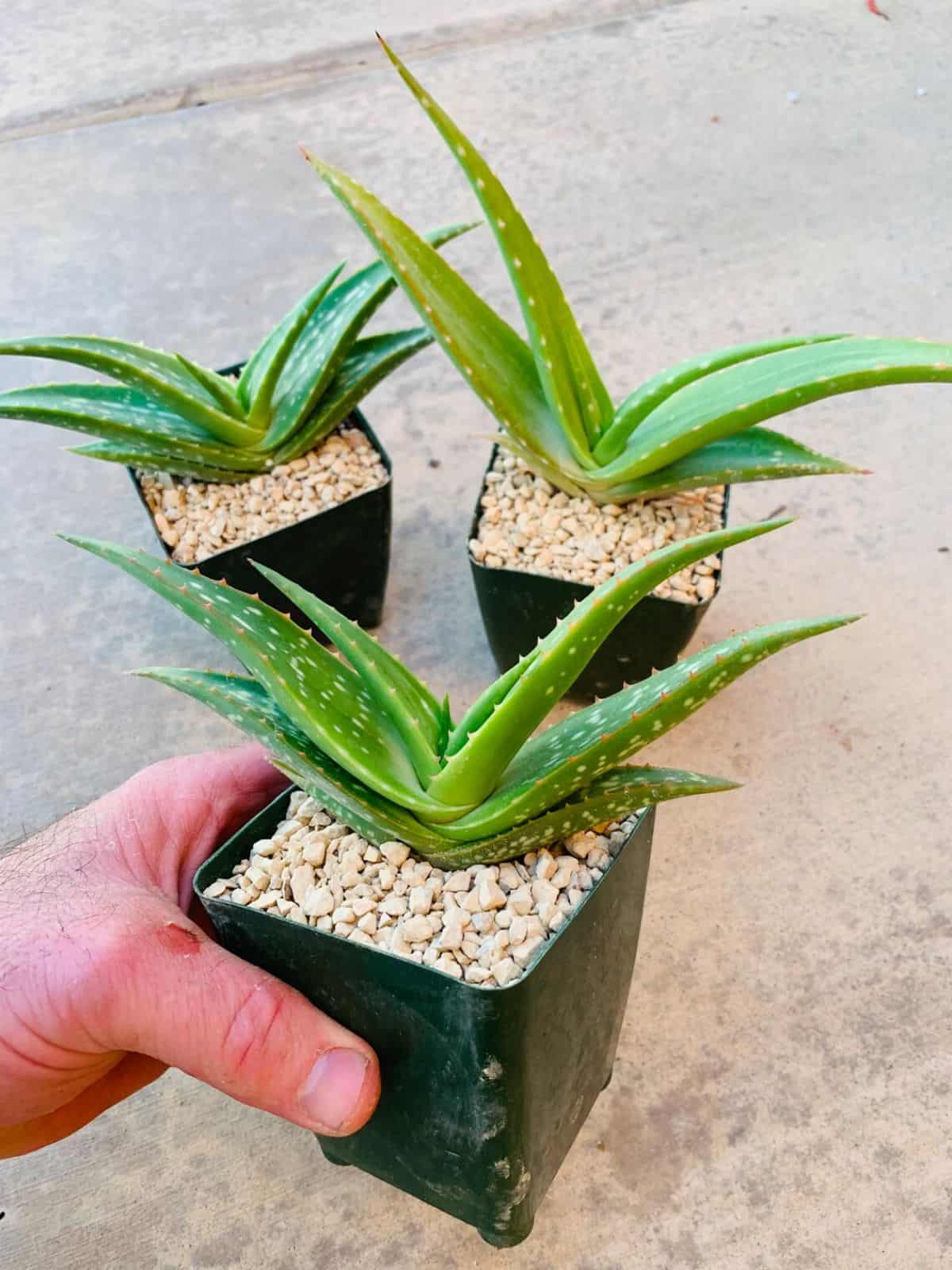 Three Aloe megalacanthas grow in small plastic pots.