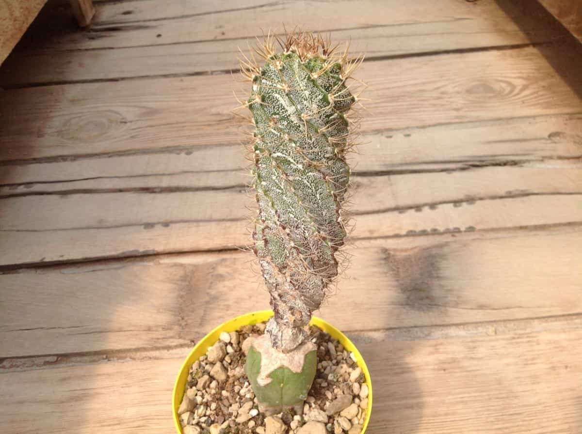 Astrophytum ornatum cv. Spiral grows in a yellow pot.