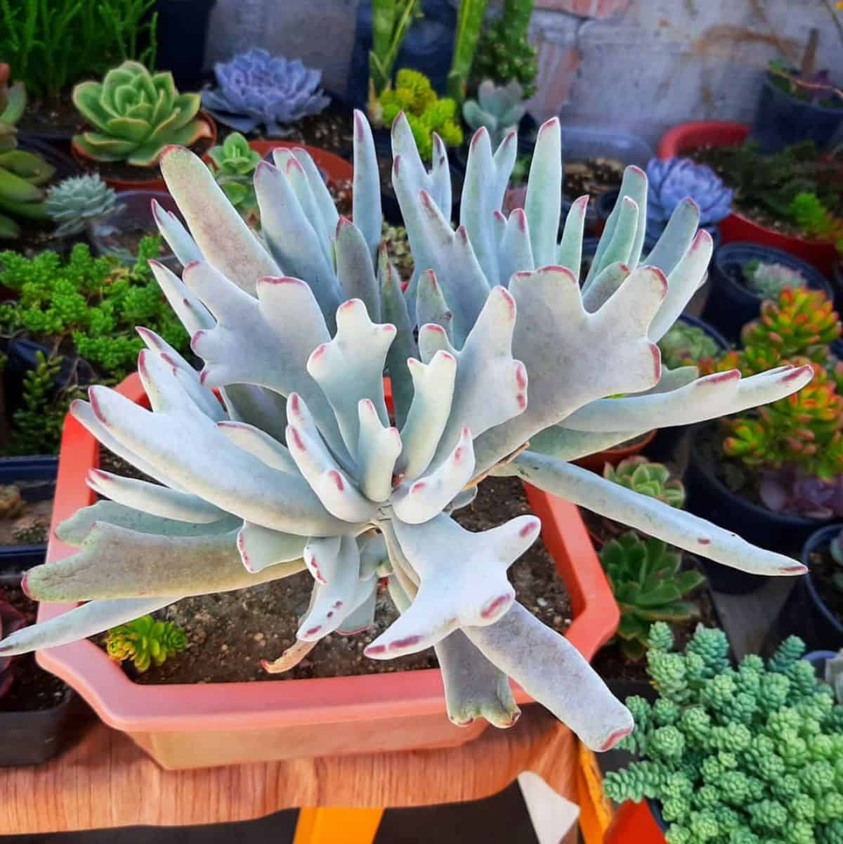 Cotyledon Orbiculata Var. Elk Horns grows in a plastic pot.