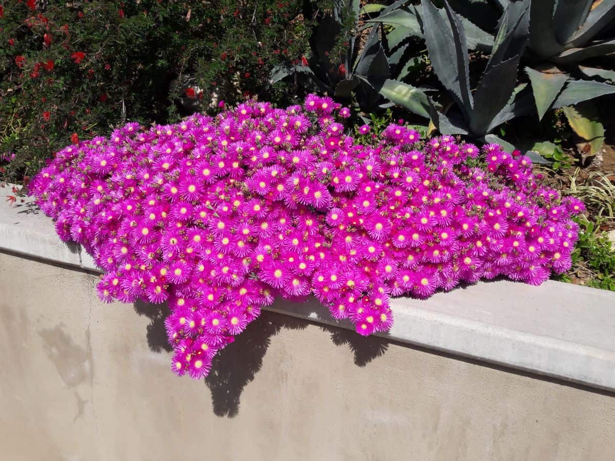 Delosperma opal in dark-purple bloom.