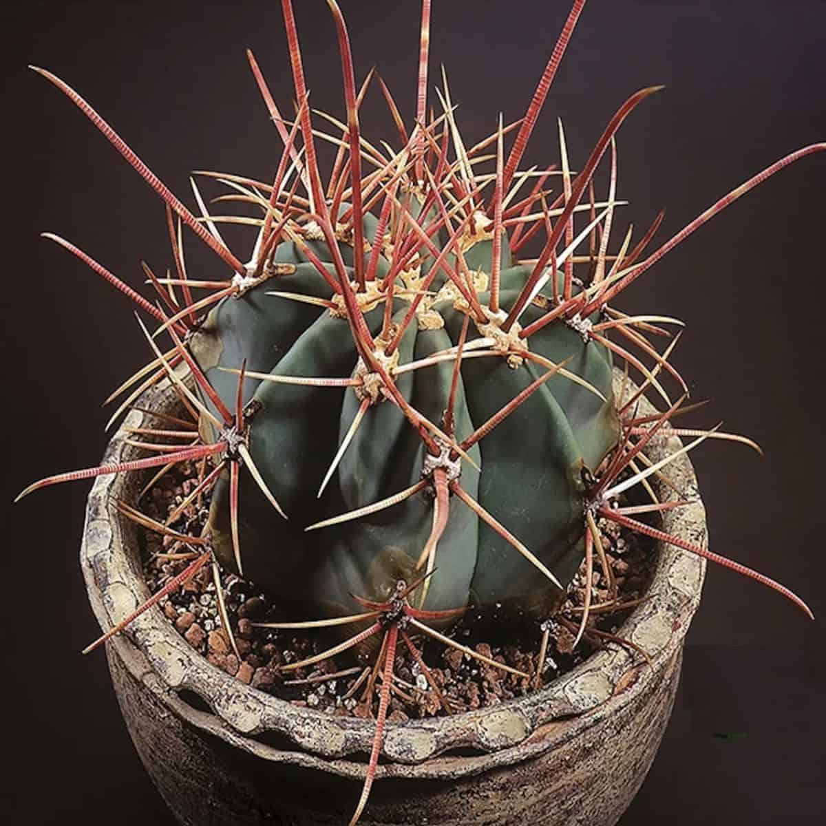 Ferocactus cylindraceus grows in a small pot.