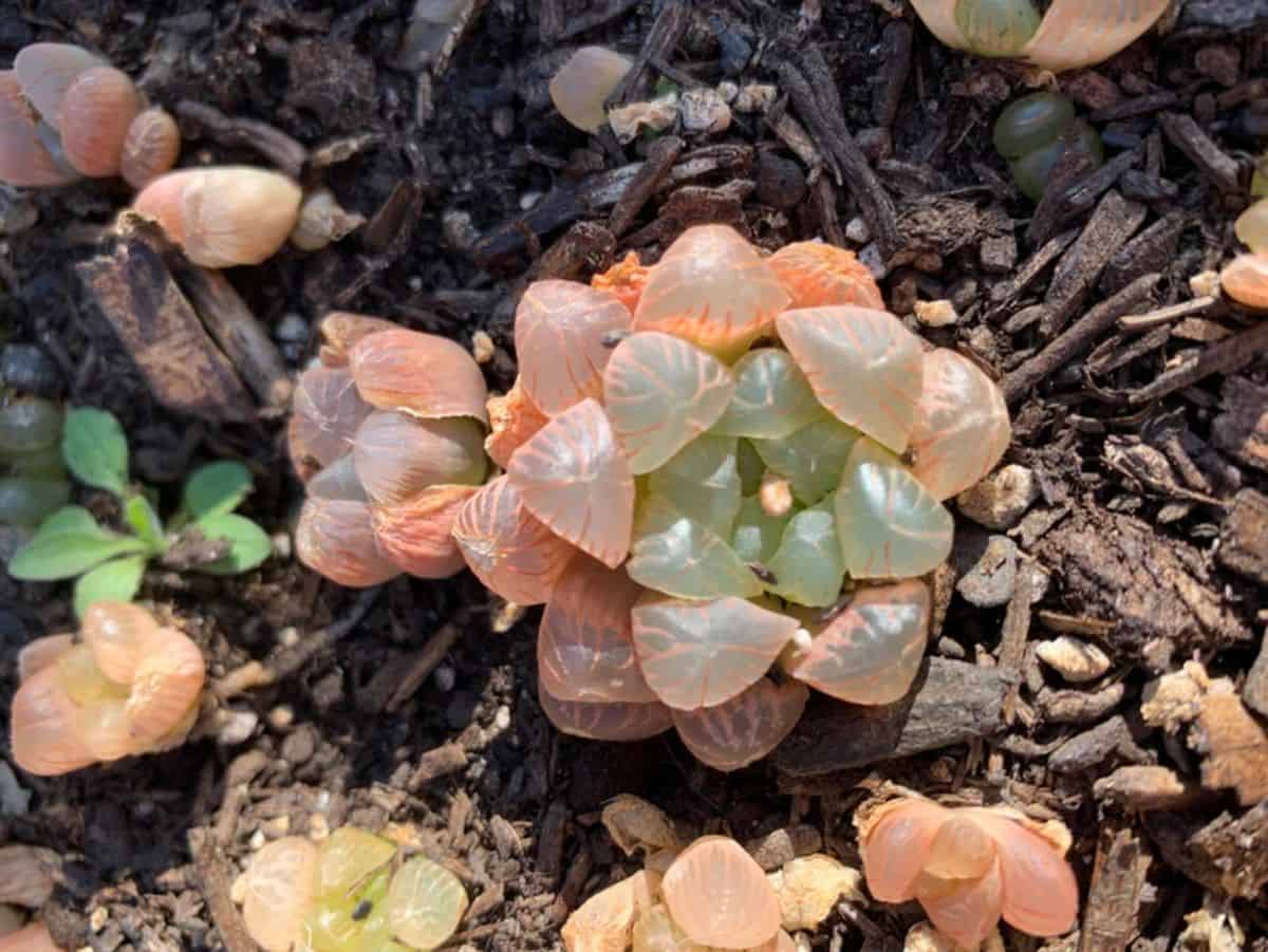 Haworthia Obtusa ssp. grows in a rocky soil.