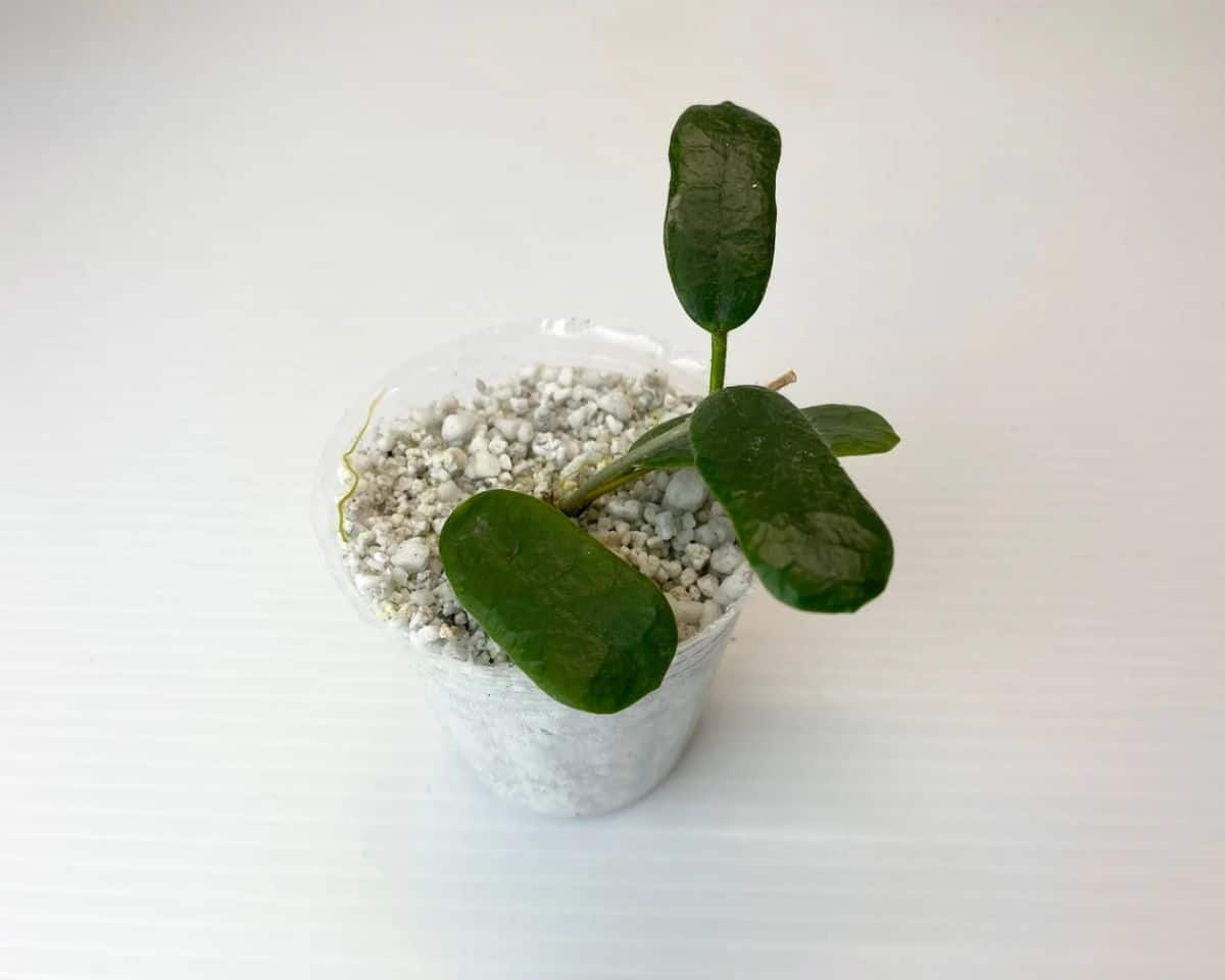 Hoya rotundiflora grows in a small pot.