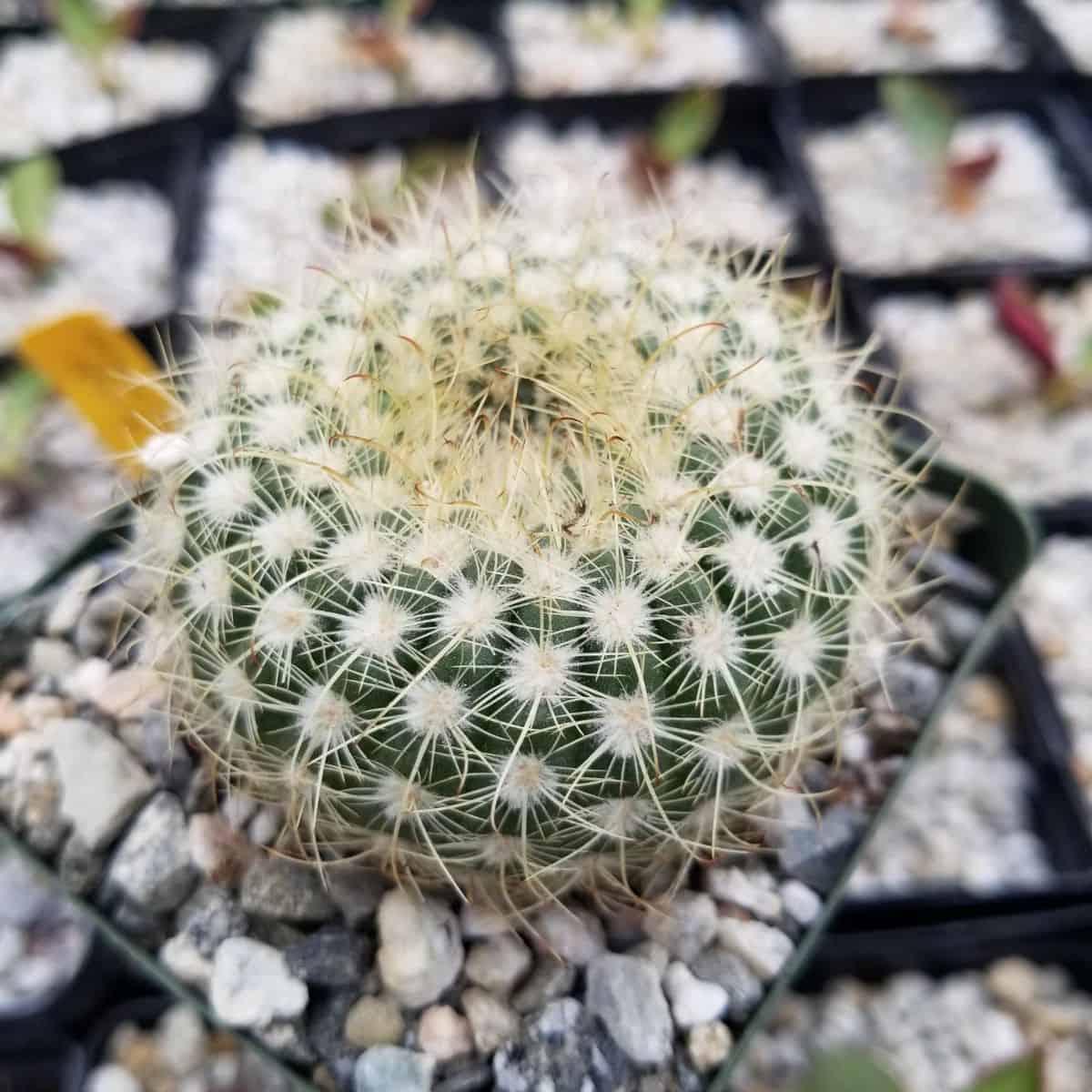 Notocactus apricus grows in a plastic pot.