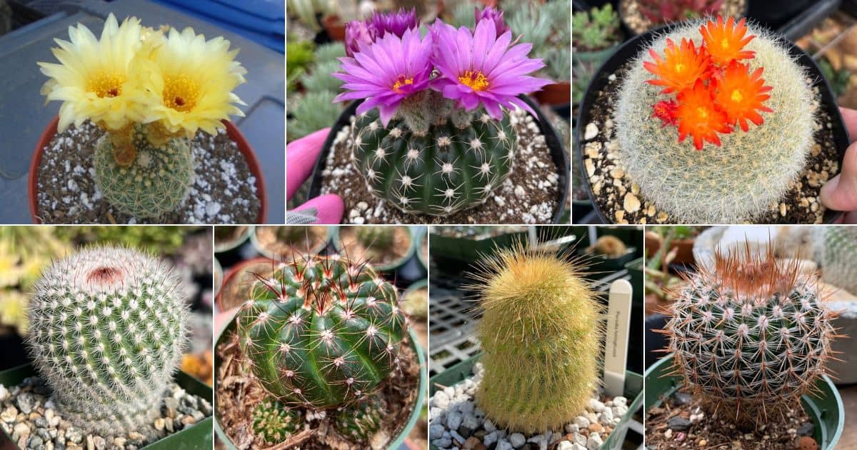 Not a Normal Cactus, 15 Notocati (or Parodia) That Are Easy to Raise facebook image.