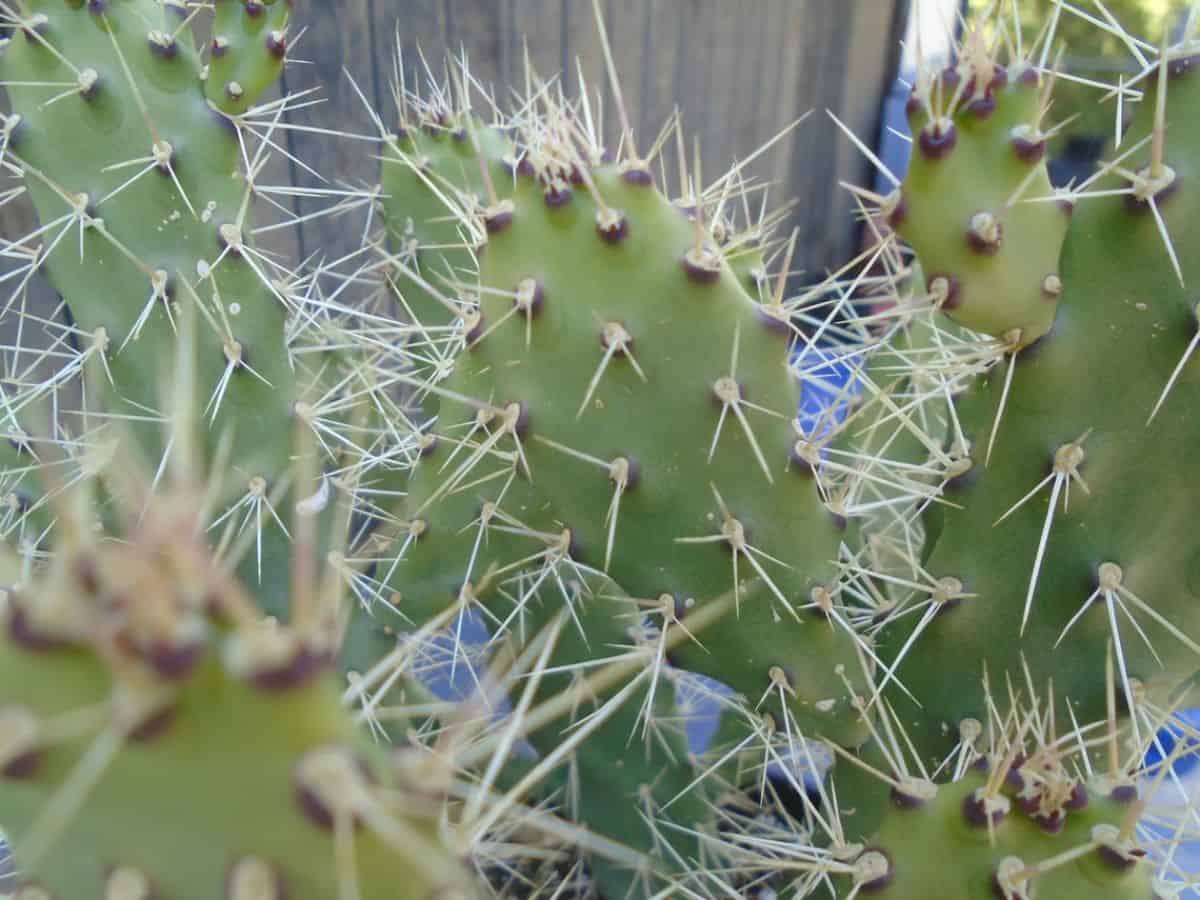 A close-up of Opuntia falcata