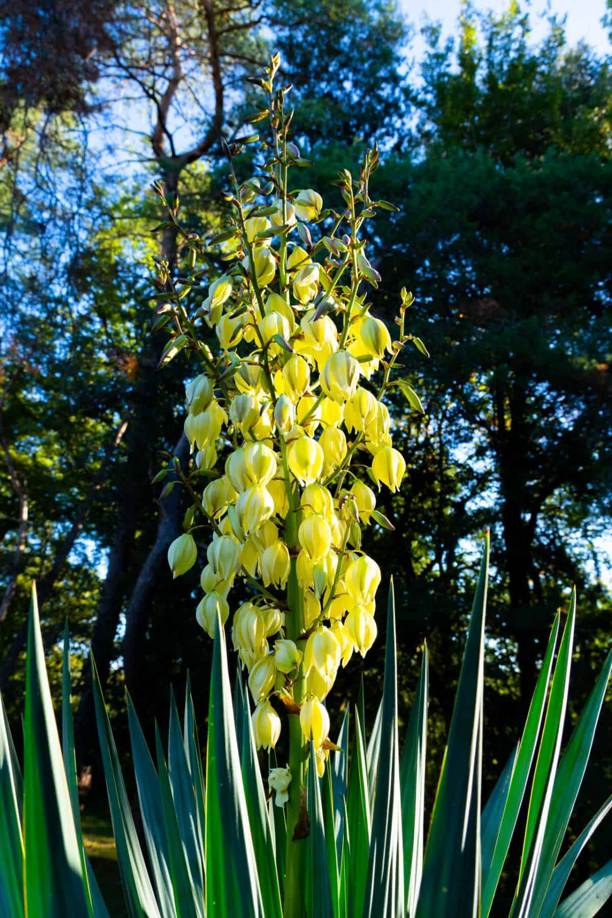 Yucca rupicola in yellow bloom grows outdoor.