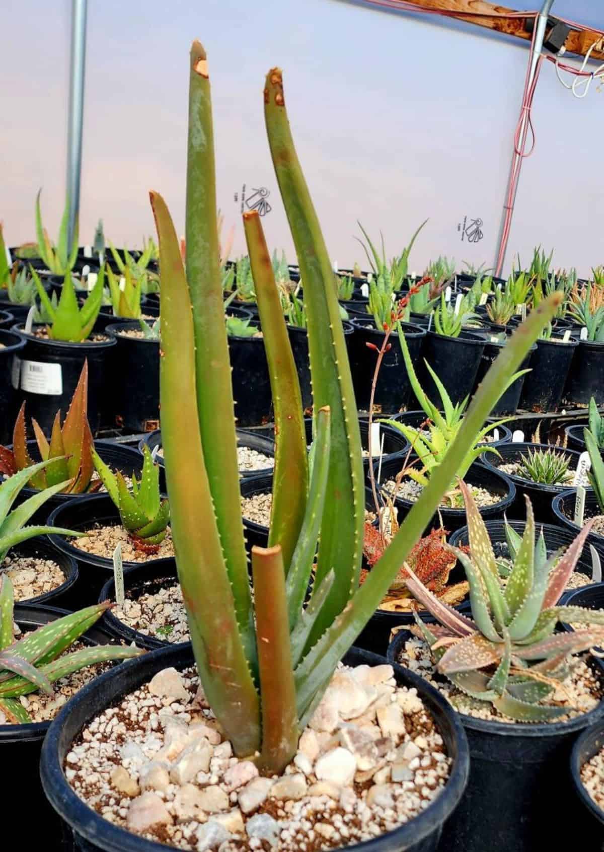 Aloe suzannae grows in a pot in a greenhouse.