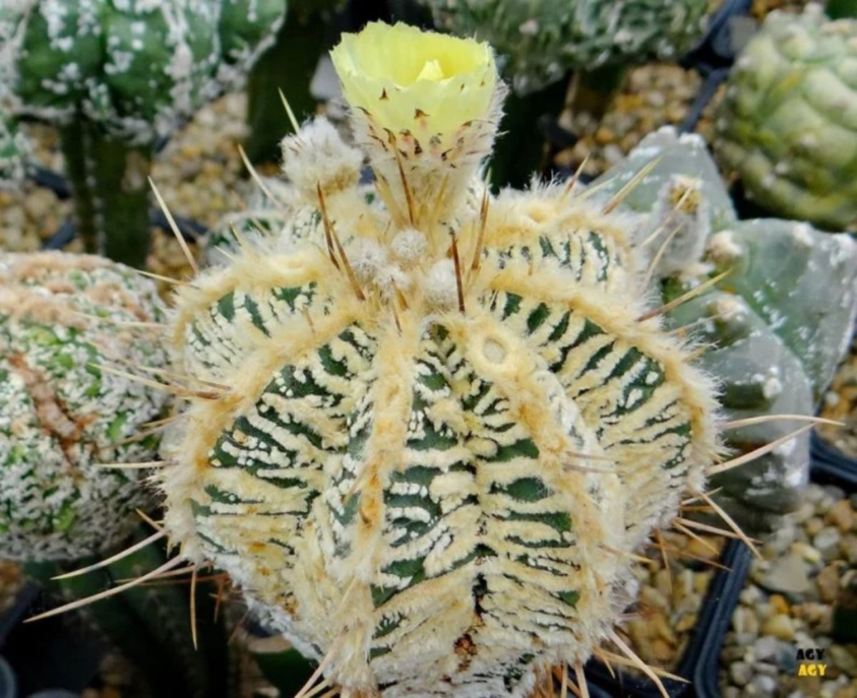 Astrophytum ornatum cv. Fukuryu Hania grows in a pot.