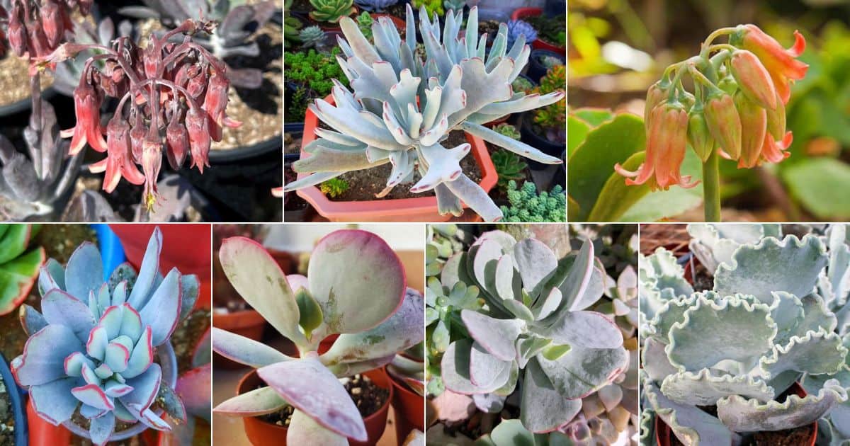 16 Cotyledon Orbiculata Cultivars You Didn’t Know You Needed facebook image.