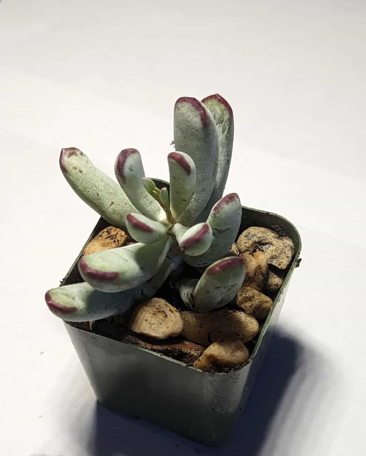 Cotyledon orbiculata ‘Happy Young Lady’ grows in a black plastic pot.
