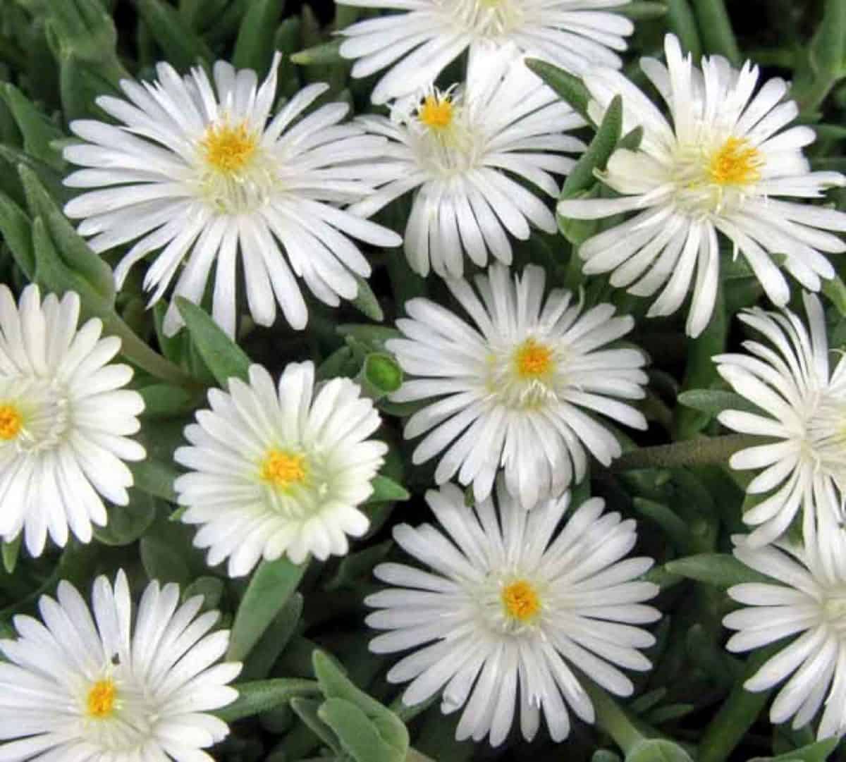 Delosperma moonstone in white bloom.