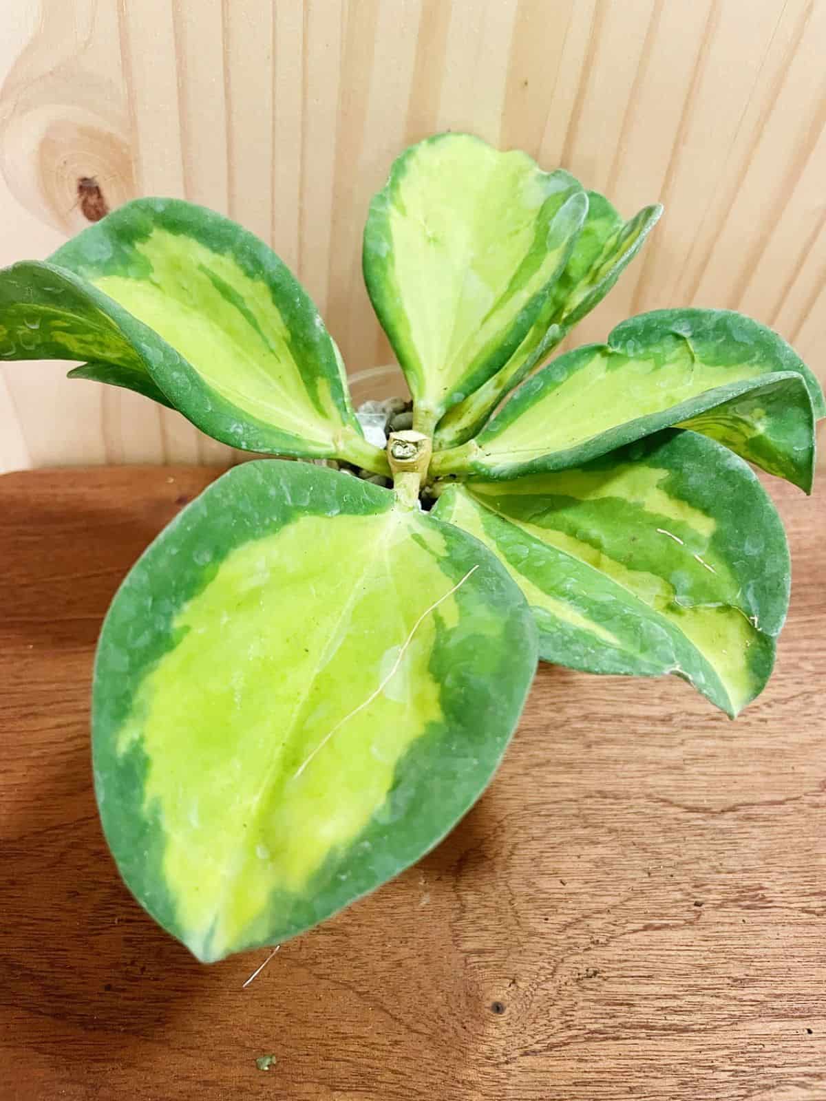 Hoya Pachyclada Variegata with beautiful foliage.