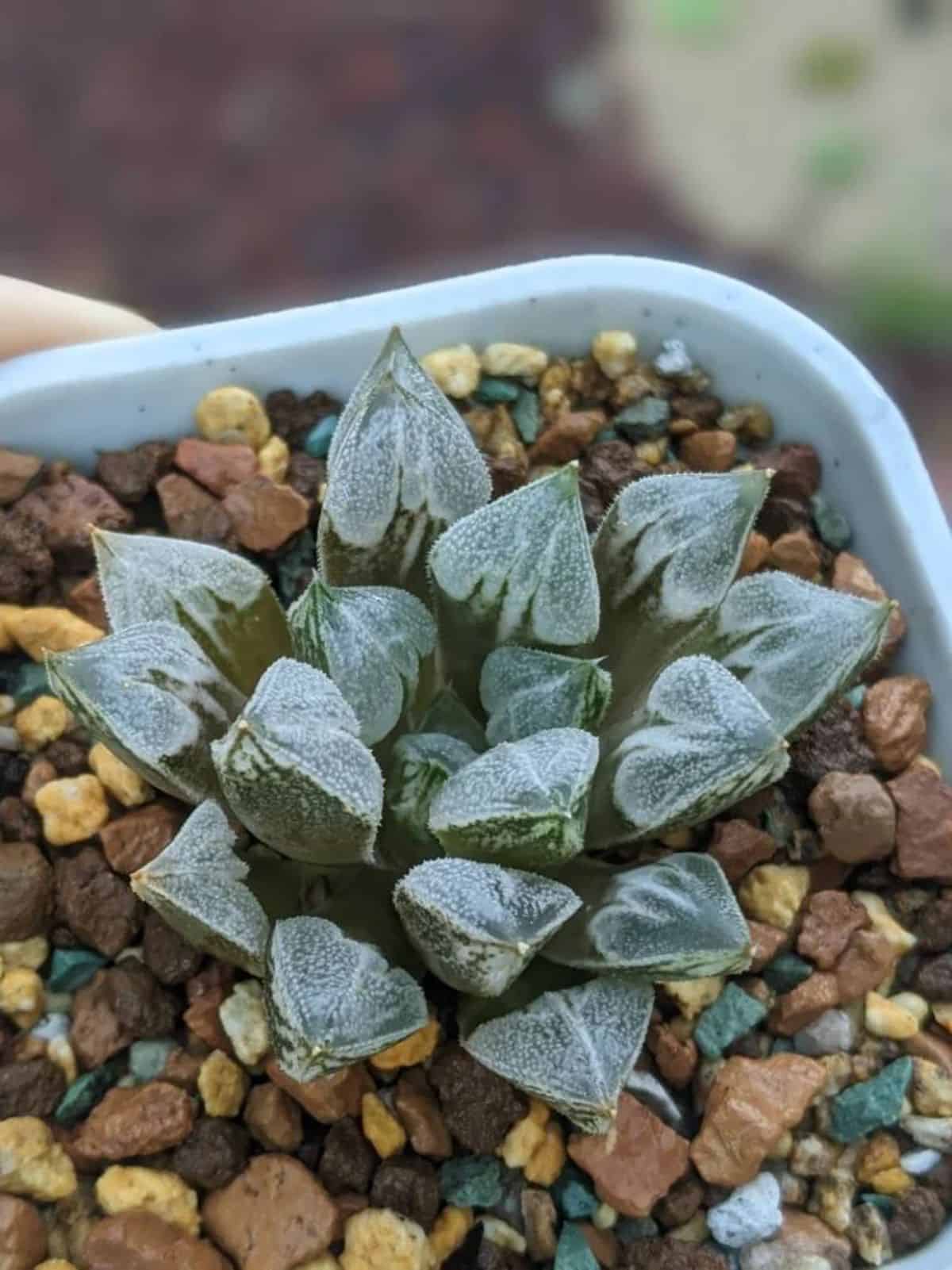 Haworthia Love Heart grows in a pot.