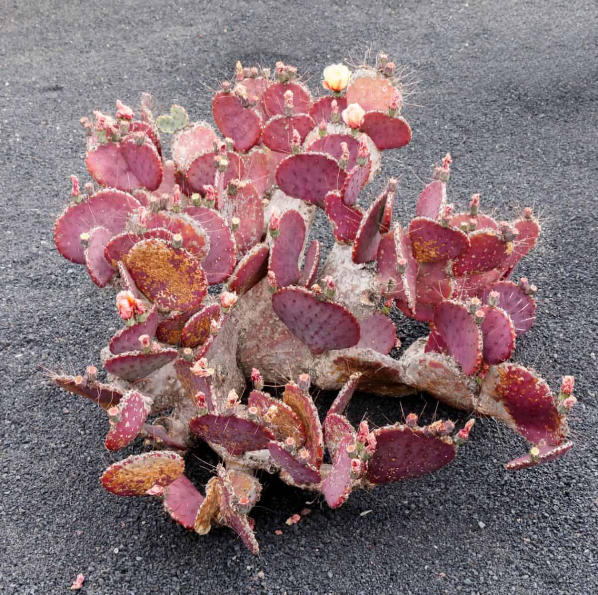 Opuntia macrocentra grows outdoor.