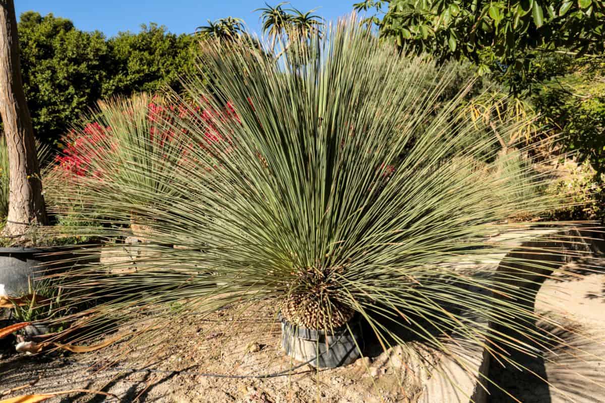 Yucca whipplei grows outdoor.