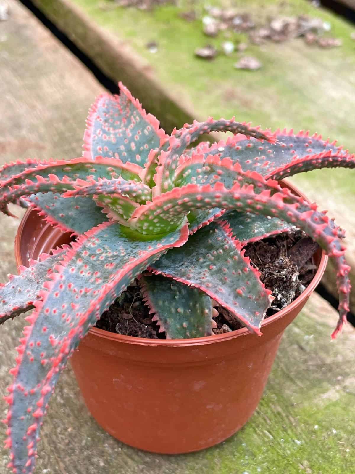 Aloe ‘Christmas Carol’ with red foliage grows in a plastic pot.