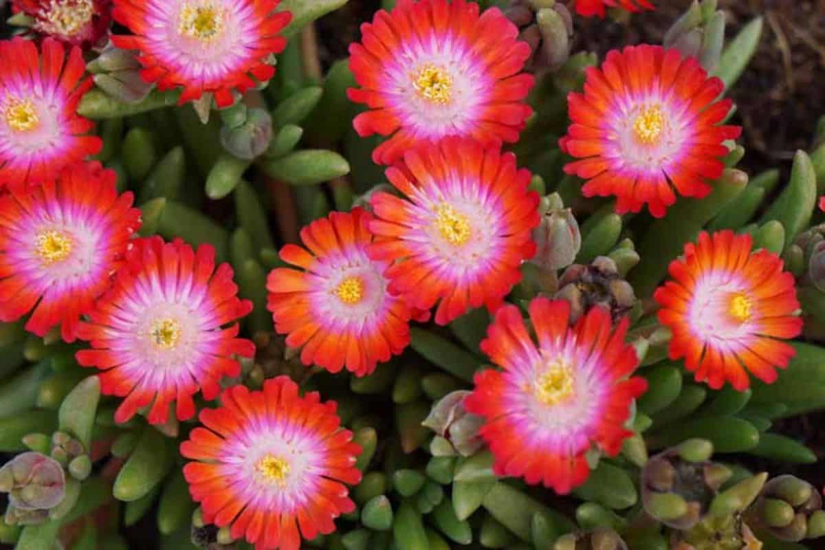 Delosperma grenade in orange-pink bloom.