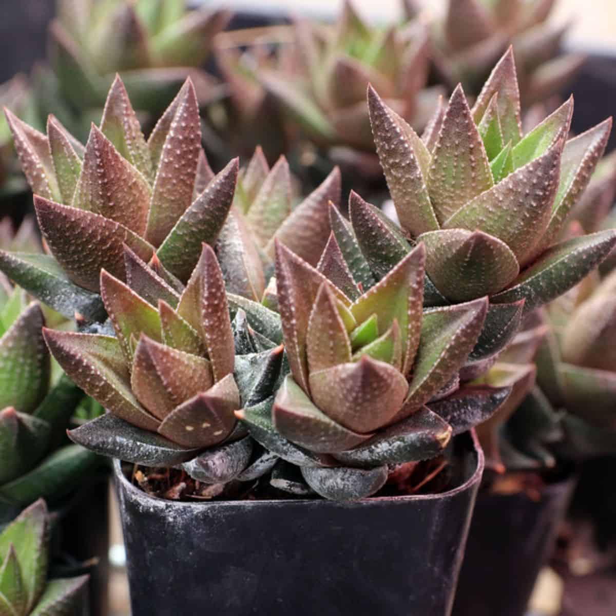 Haworthia Black Beauty grows in a pot.