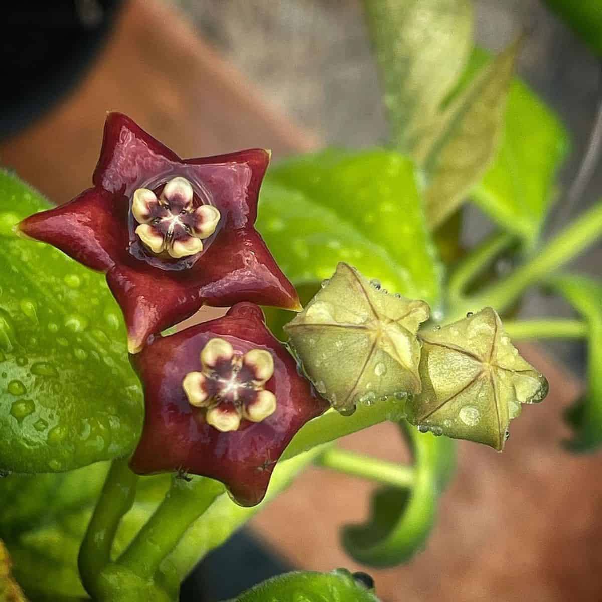A close-up of Hoya Madulidii flowers.