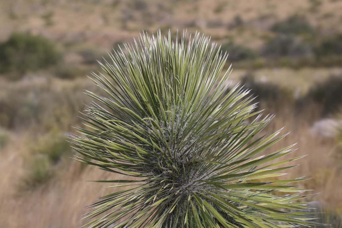 Yucca elata grows outdoor.