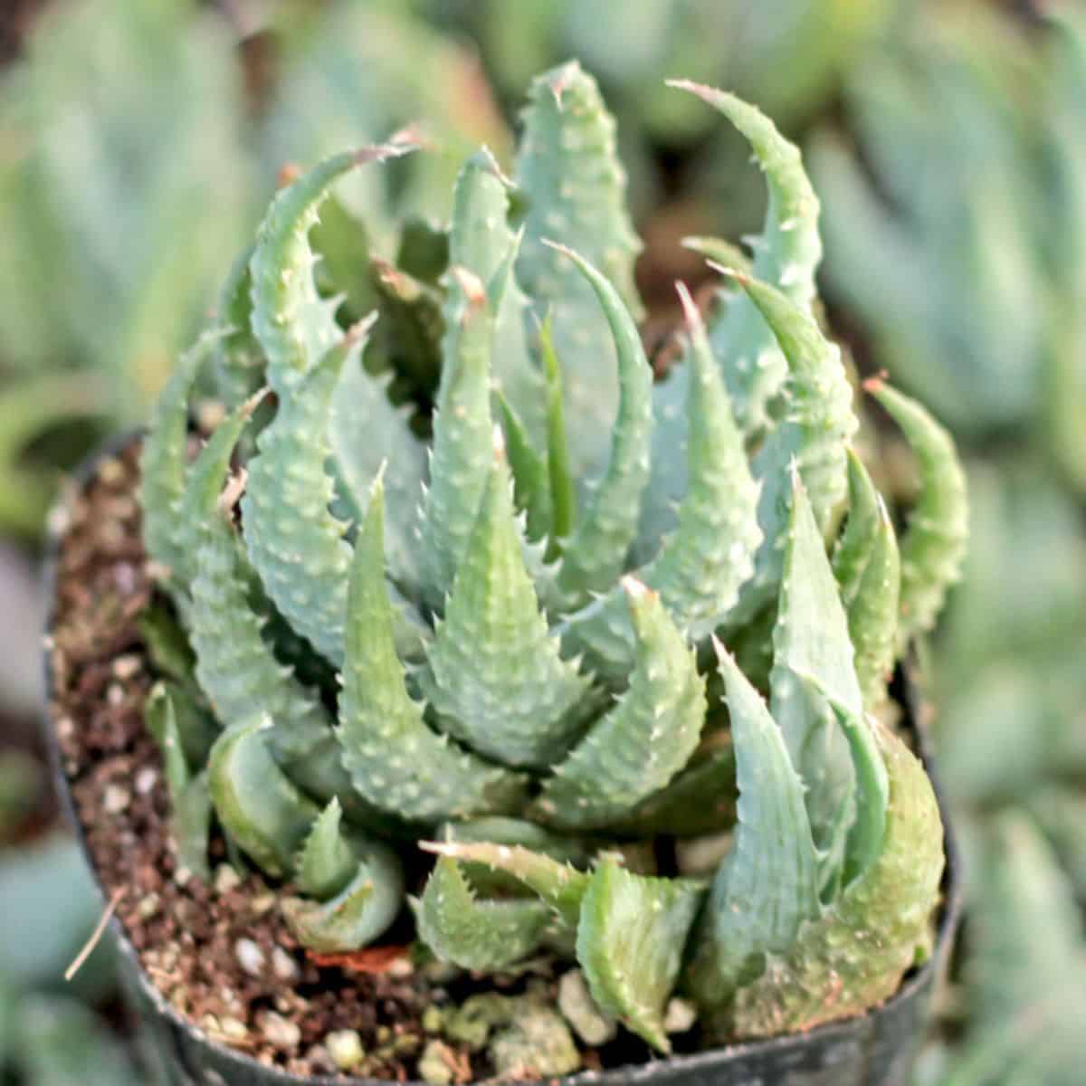 Aloe humilis or Spider ALoe grows in a plastic pot.