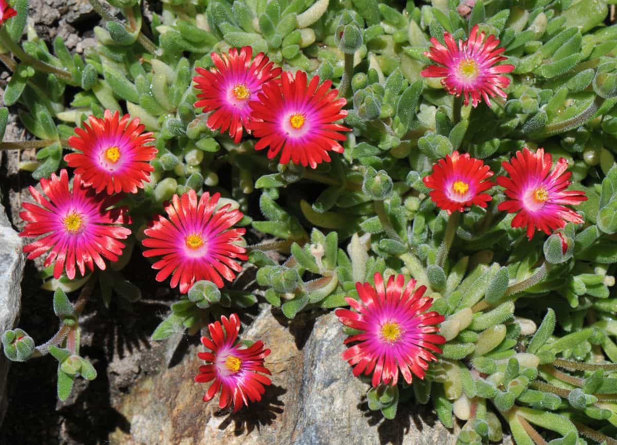 Delosperma garnet in red-pink bloom on a sunny day.