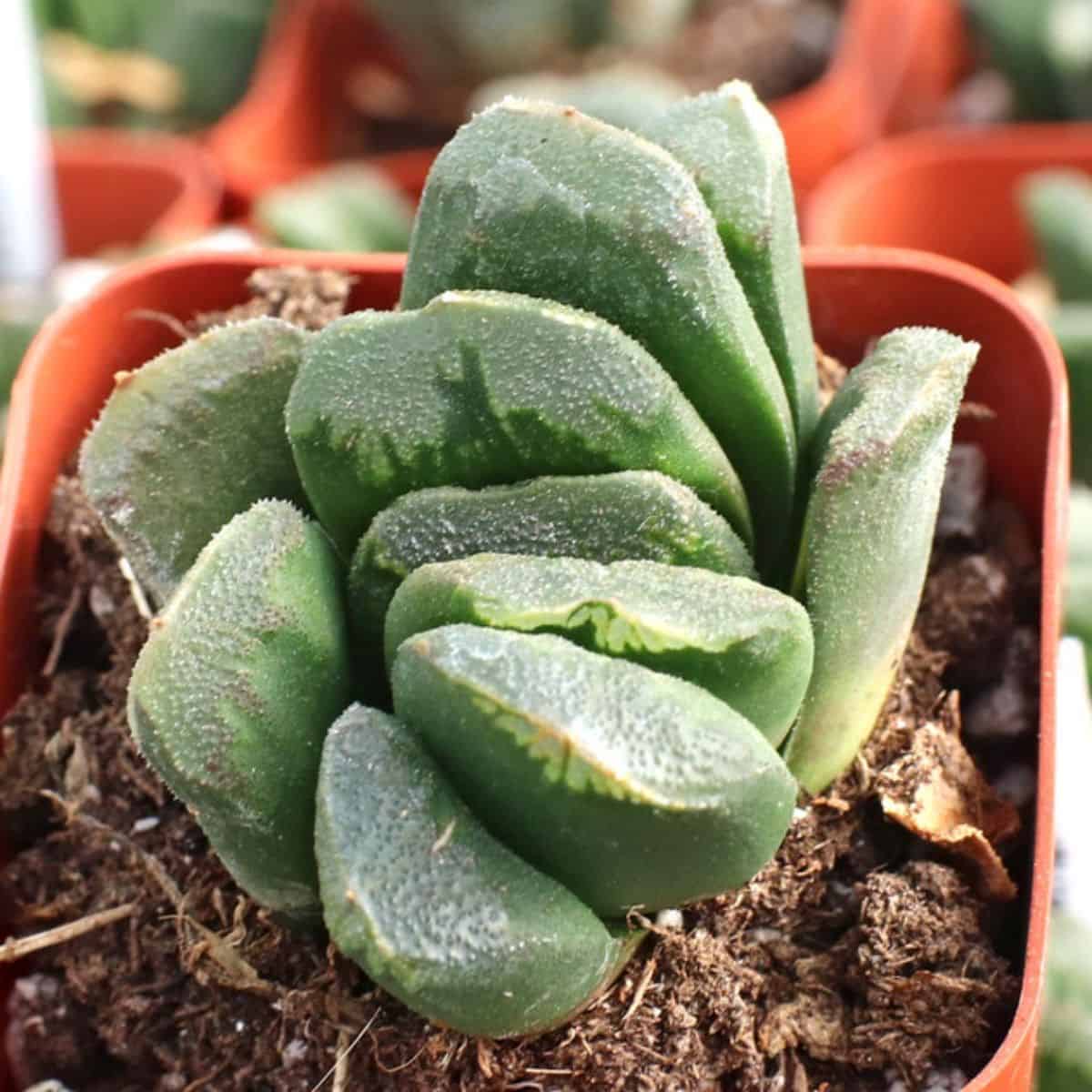 Haworthia truncata var. maughanii grows in a pot.