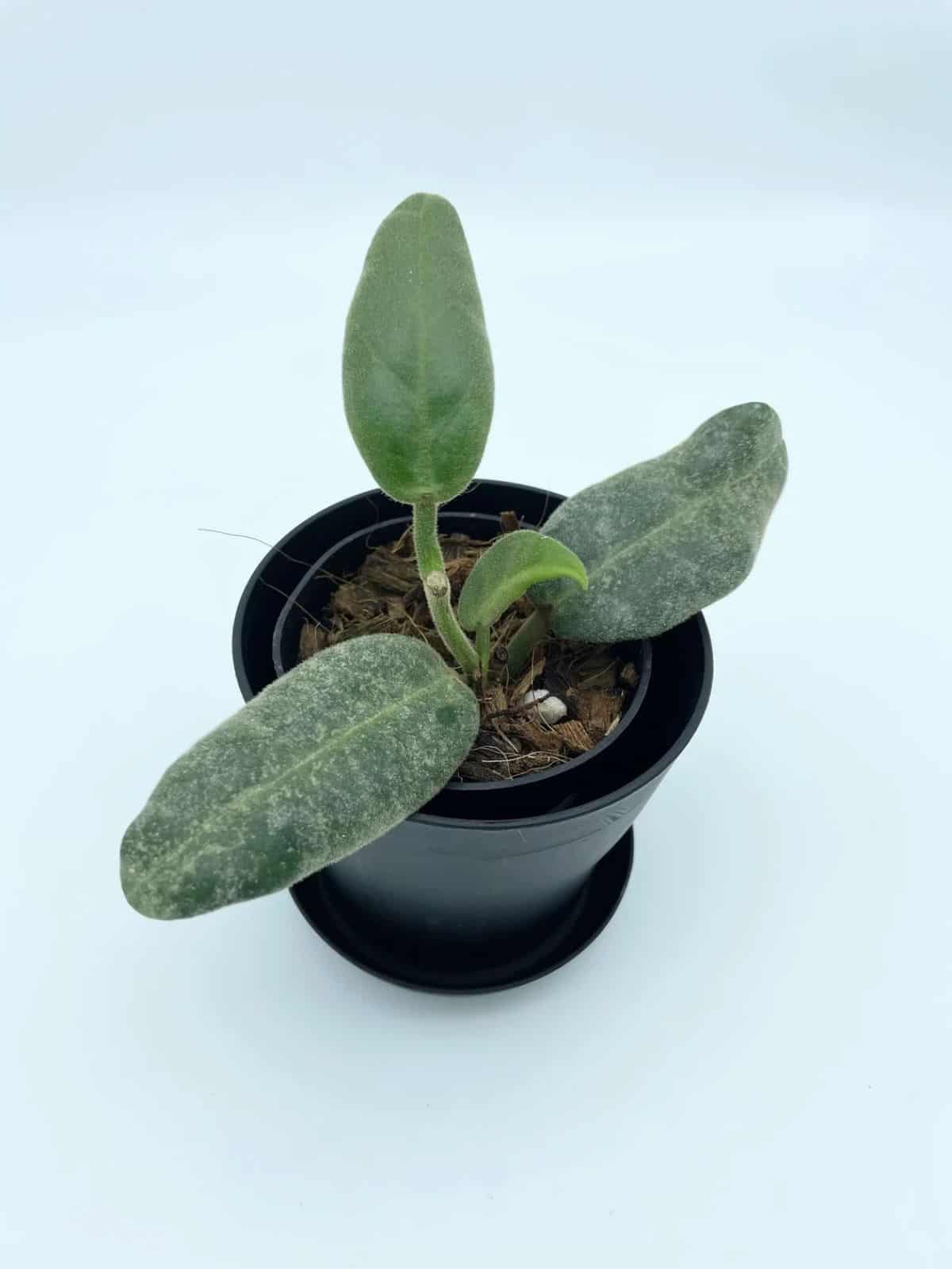 Hoya Calycina grows in a plastic pot.