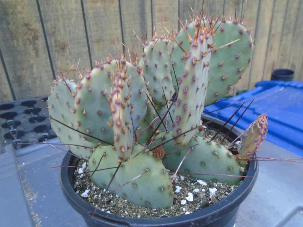 Opuntia Amethyst Wave grows in a plastic pot.