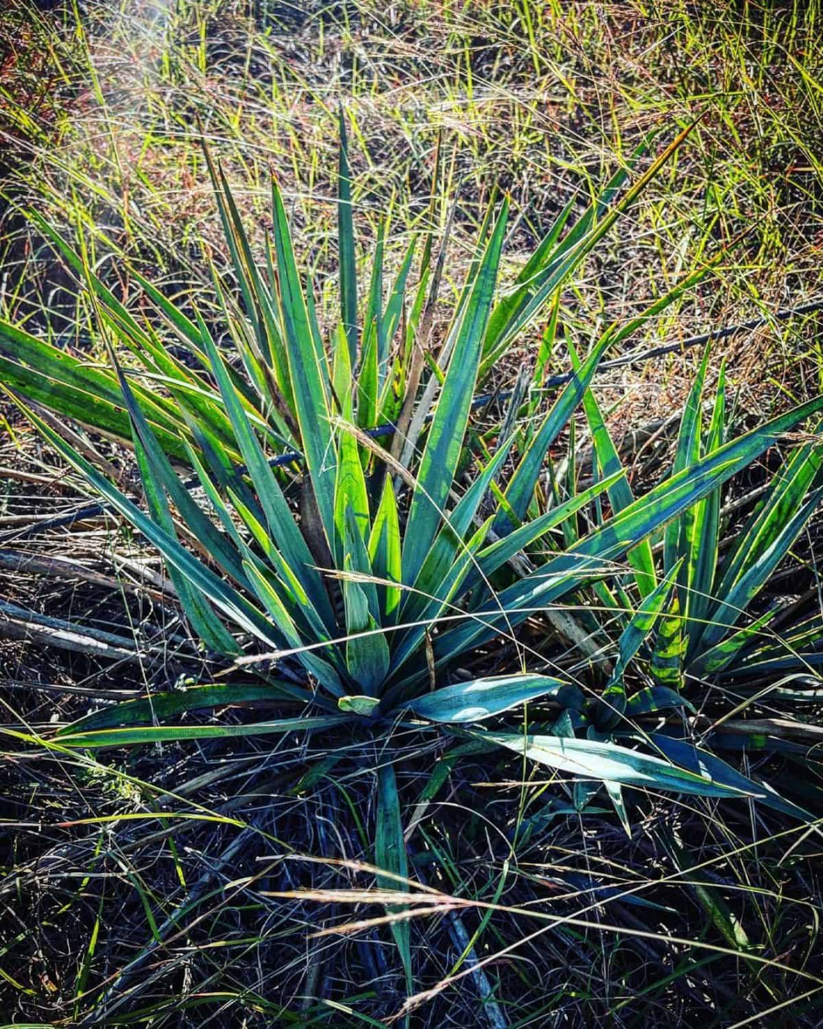 Yucca pallida grows outdoor.
