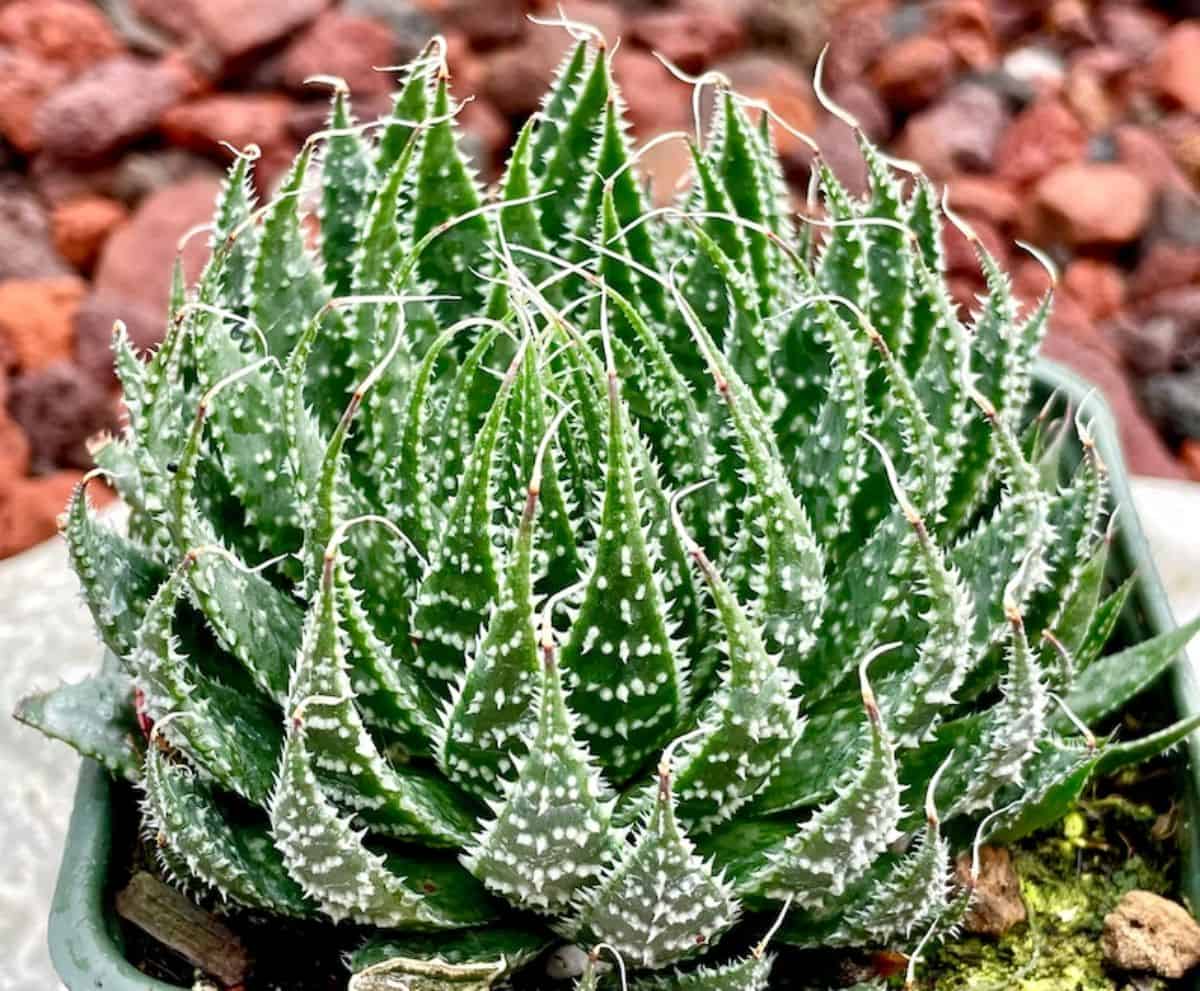 Aloe haworthioides grows in a green plastic pot.