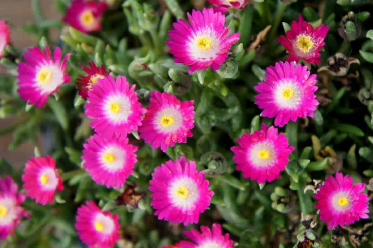 Delosperma amethyst in fuchsia-white bloom.