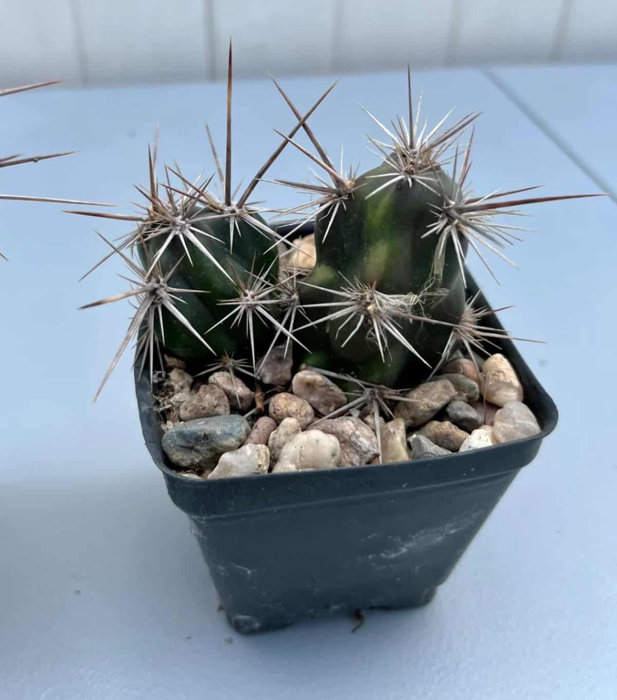 Opuntia invicta grows in a black plastic pot.