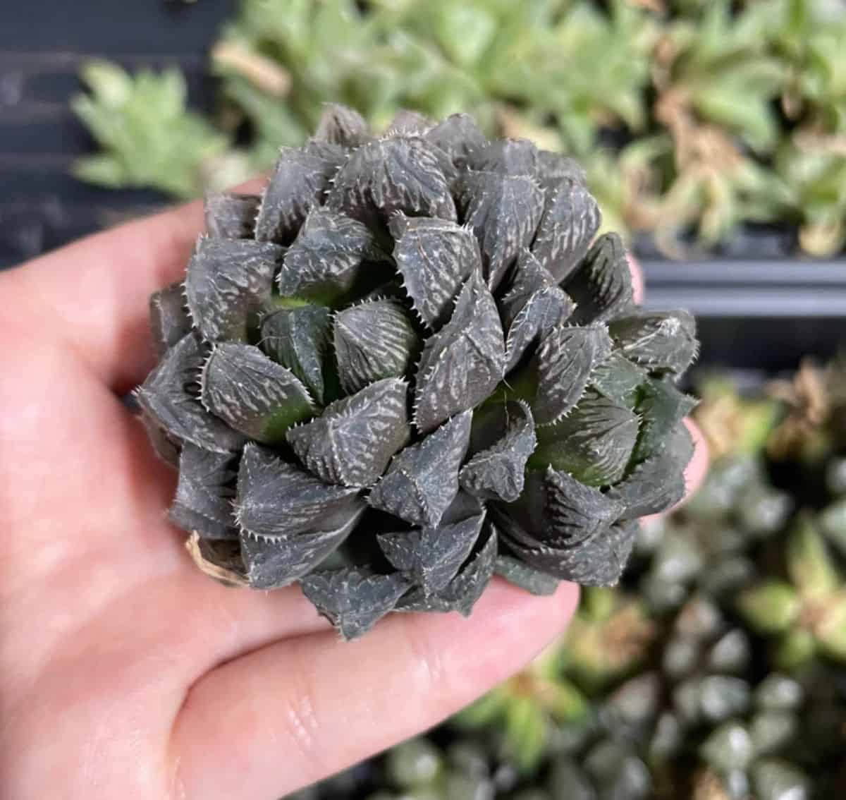 Haworthia Red Stone held by hand.