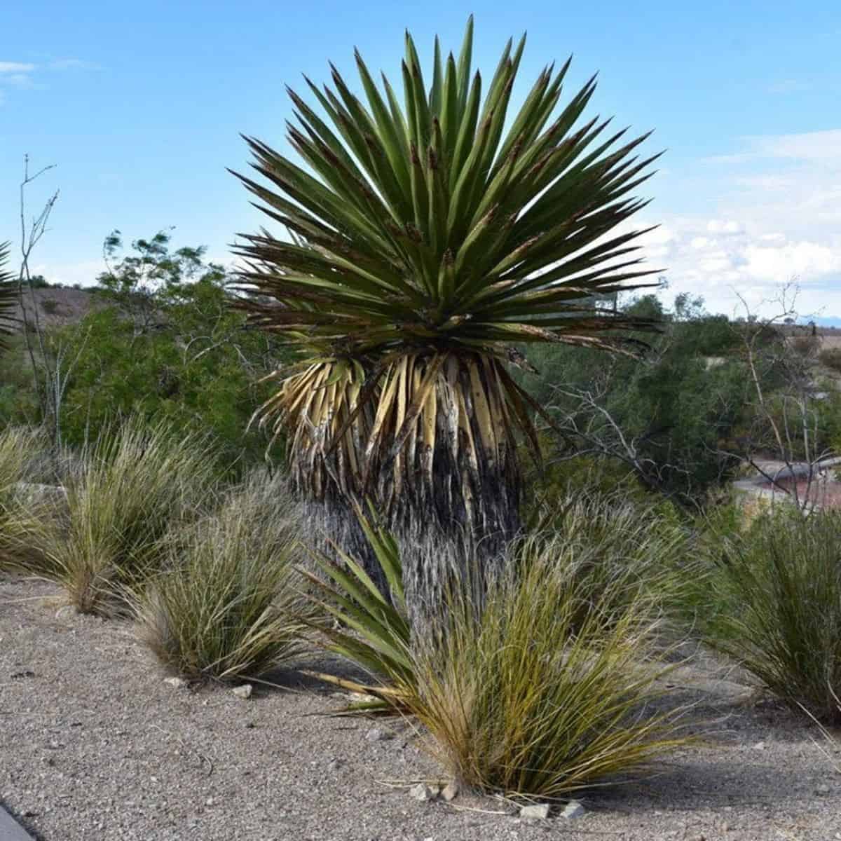 Yucca faxoniana grows outdoor.