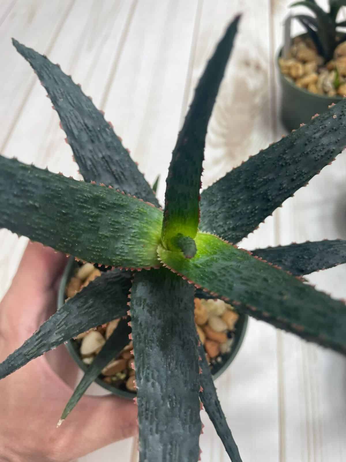 Aloe Purple People Eater grows in a pot held by hand.