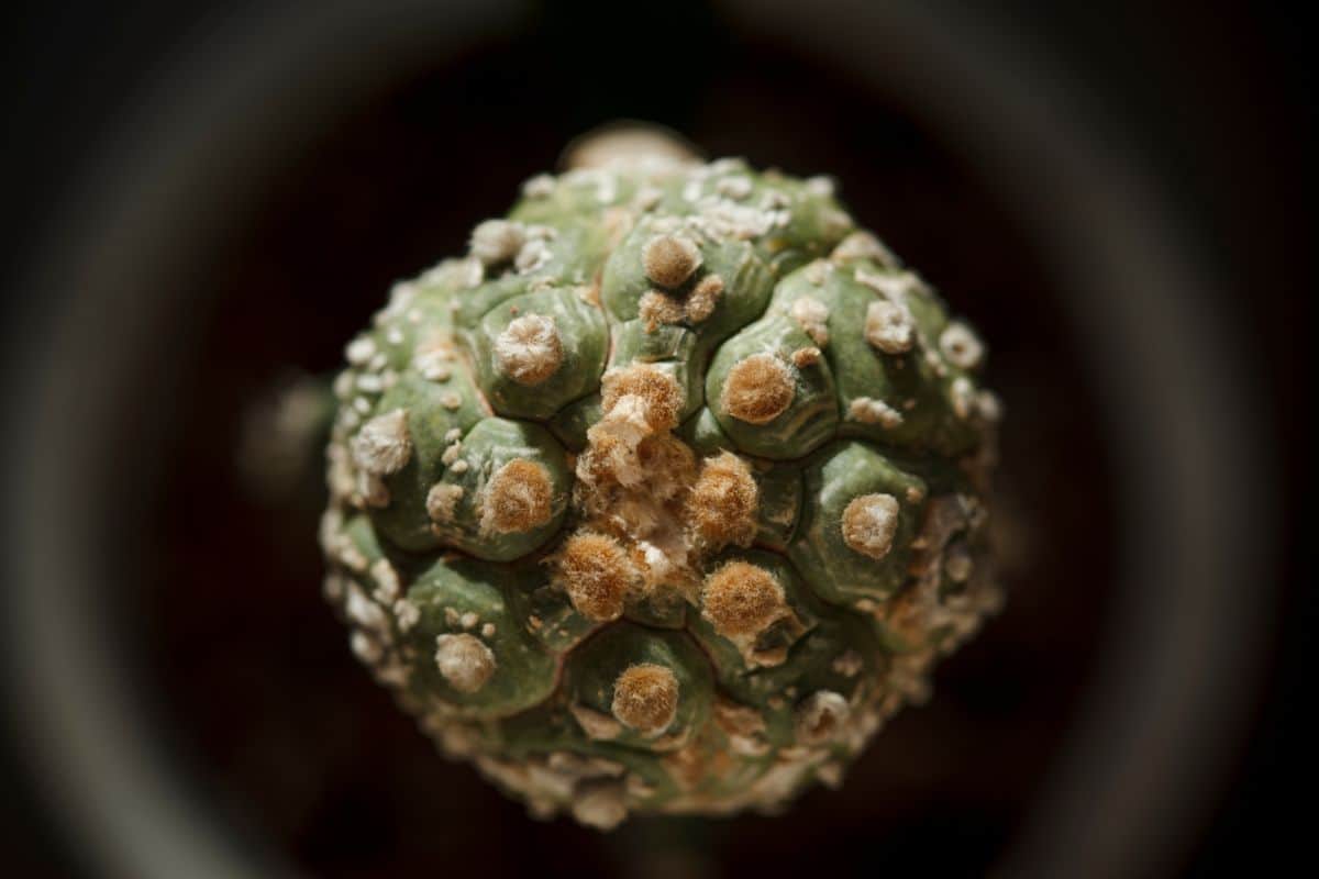 A close-up of Astrophytum asterias cv. Kikko