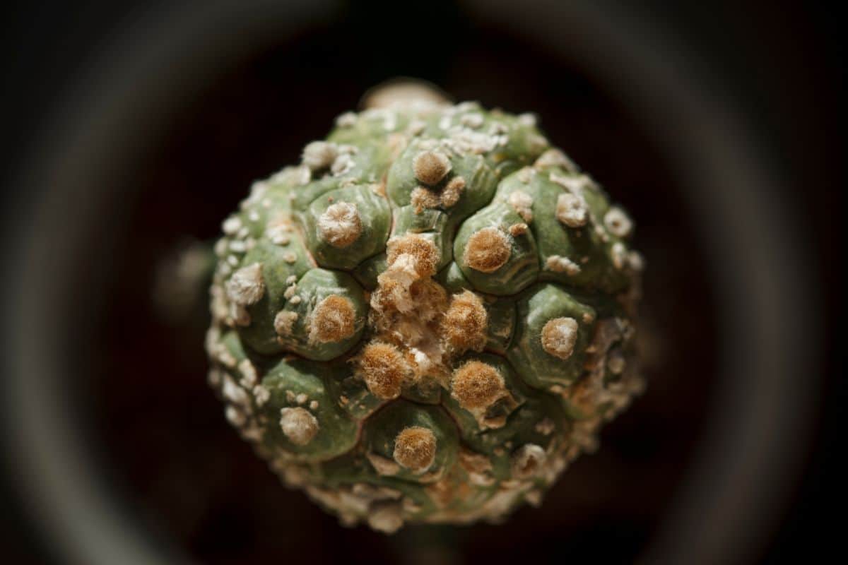 A close-up of Astrophytum asterias cv. Kikko