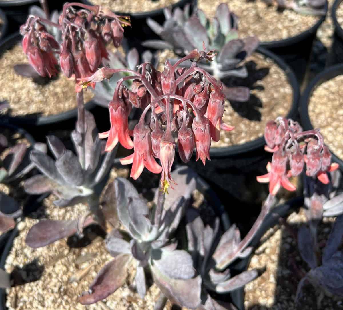 Cotyledon orbiculata 'Winter Fire' in red bloom.
