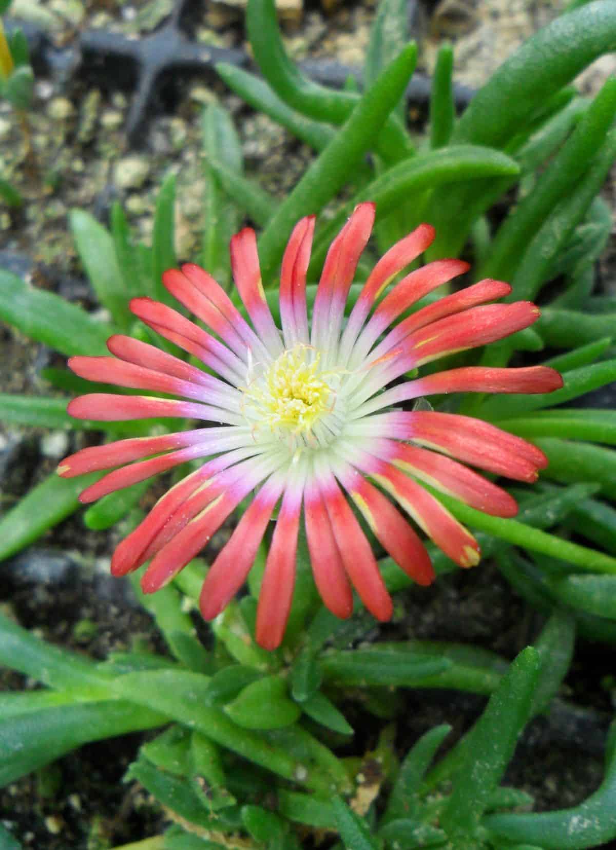 Delosperma dyeri - Red Mountain red flower.