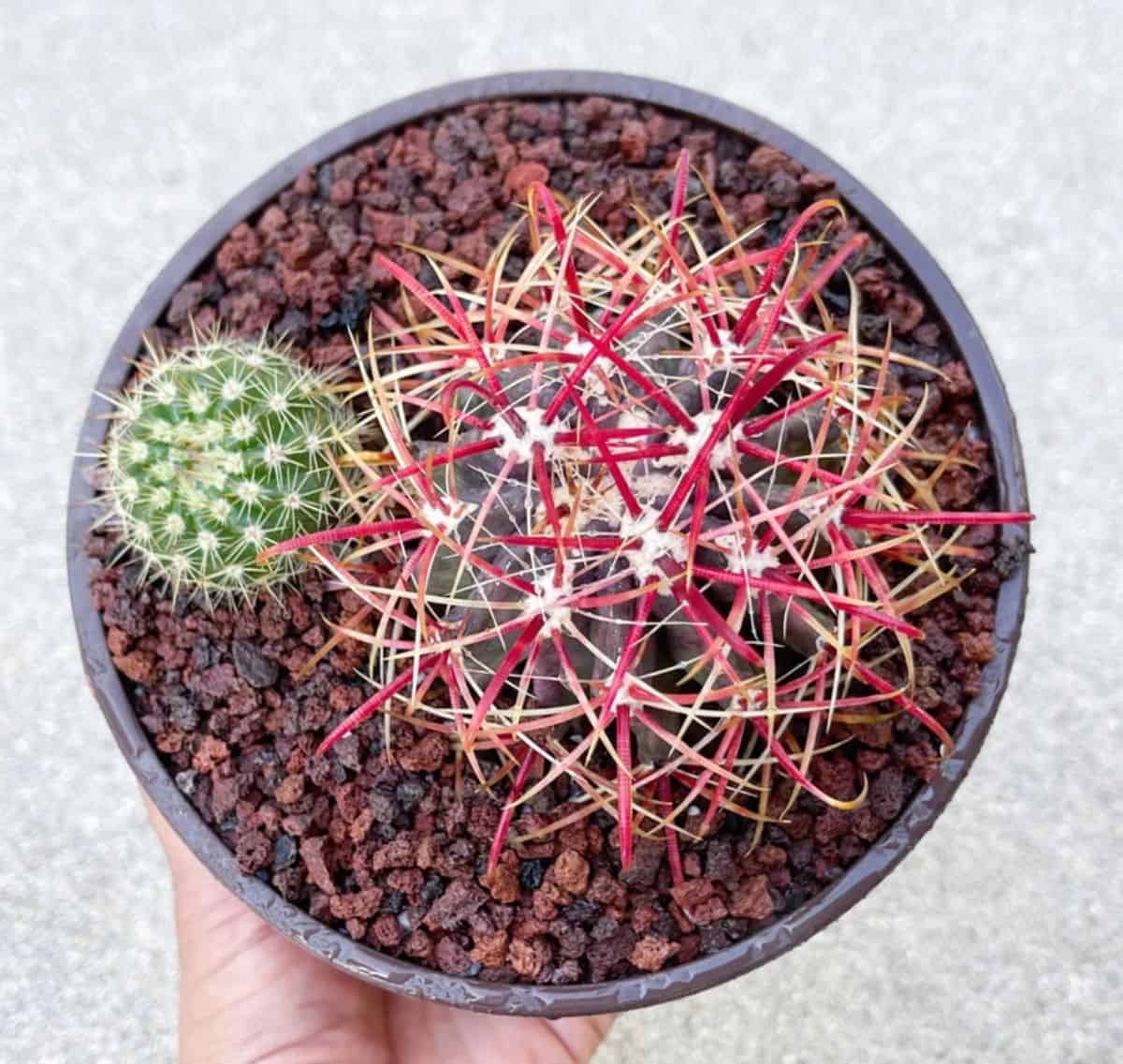 Ferocactus gracilis coloratus grows in a black pot.