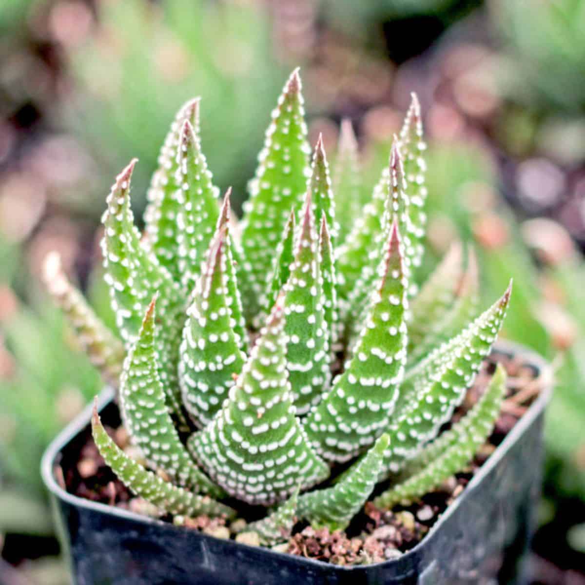 Haworthia attenuata, Zebra Plant grows in a plastic pot.