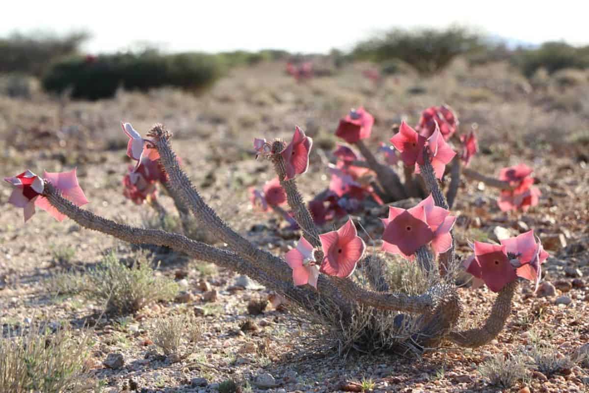 Hoodia currorii with pink flowers grows in a desert.